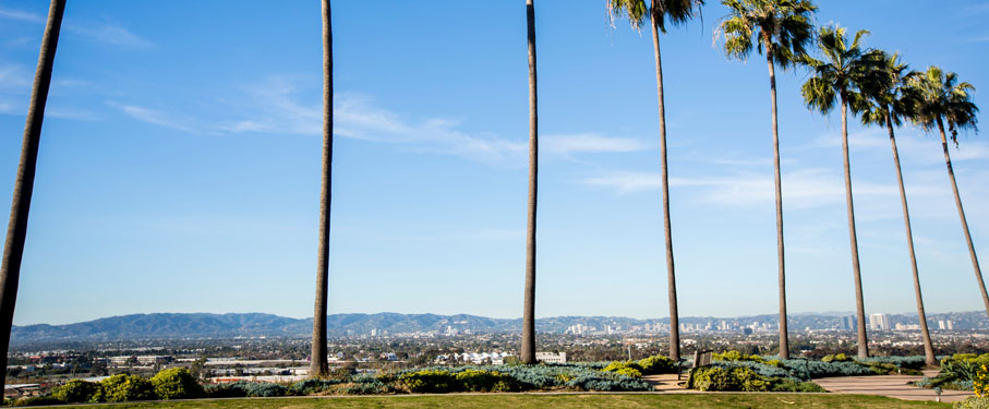 palm trees overlooking the bluff
