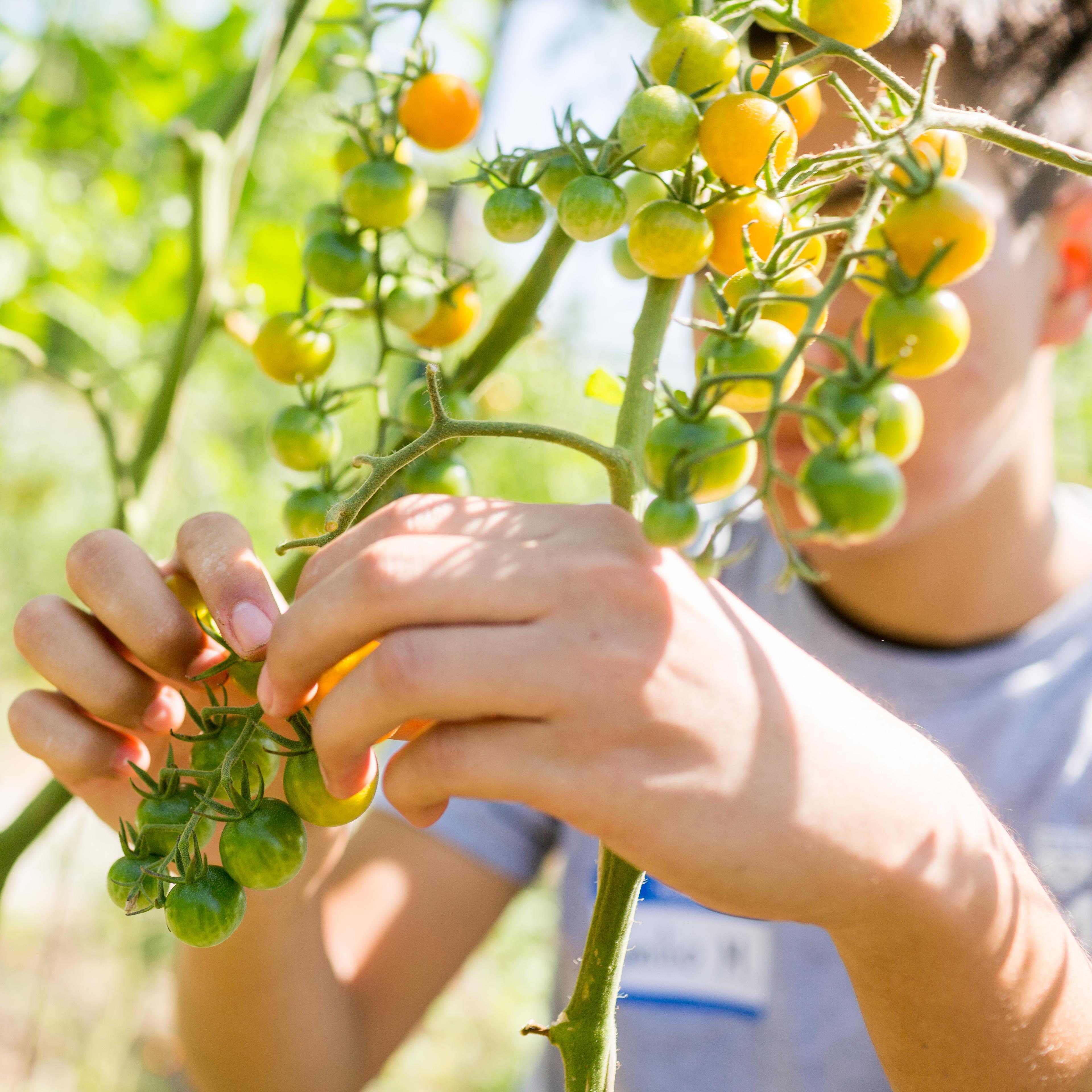 A male student in a grey shirt picks tomatoes from a vine at a local garden for service hours.