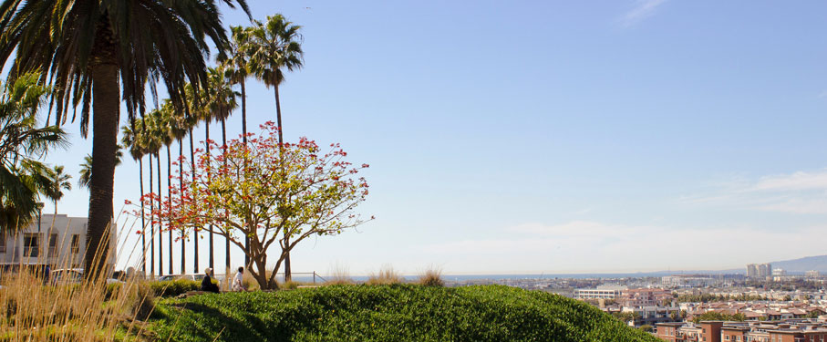 outdoor scene with palm trees and buildings below the bluff